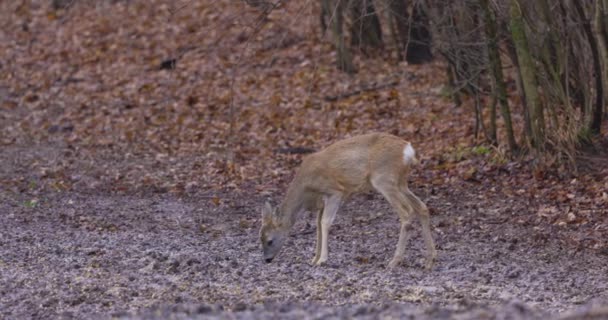 Cerfs Dans Environnement Naturel Près Une Forêt Par Une Journée — Video