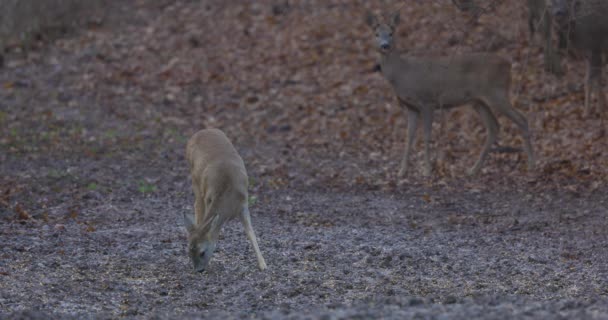 阴天在森林附近的自然环境中的鹿群 — 图库视频影像