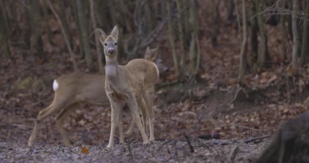 Rådjur Naturlig Miljö Nära Skog Mulen Dag — Stockvideo