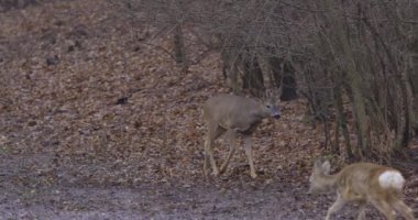 Bulutlu bir günde, ormanın yakınındaki doğal bir çevrede geyik.