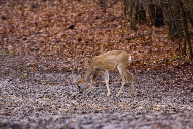 Sonbaharın sonlarında ormanda roe geyiği