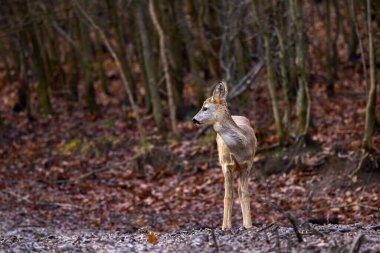 Sonbaharın sonlarında ormanda roe geyiği