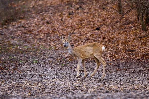 Roe Jeleń Lesie Późną Jesienią — Zdjęcie stockowe