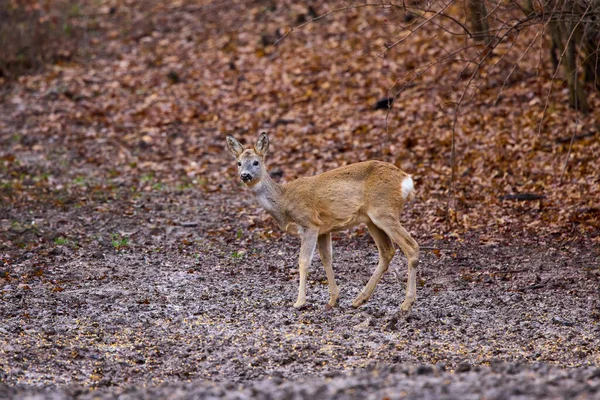 Cervos Roe Floresta Final Outono — Fotografia de Stock