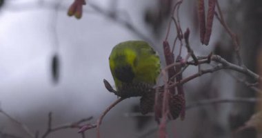 Bir dalda beslenen Avrasyalı siskin (Spinus spinus)