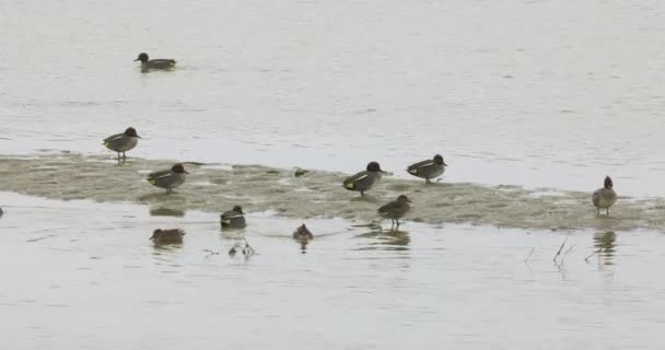 野鸭在蜿蜒的河上觅食 — 图库视频影像