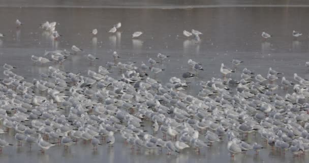 Colony Birds Seagulls Frozen River — Stock Video