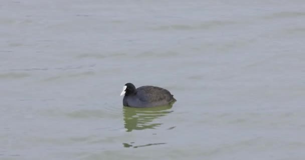 欧亚水鸟 Fulica Atra 在河里游泳 — 图库视频影像
