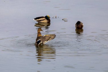 Vahşi yaşam konseptinde kuşlar ve hayvanlar. İnanılmaz yaban ördeği güneş ışığı altında mavi suyla gölde ya da nehirde yüzer..