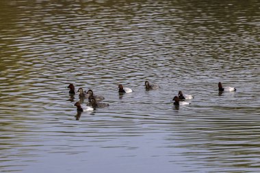 Vahşi yaşam konseptinde kuşlar ve hayvanlar. İnanılmaz yaban ördeği güneş ışığı altında mavi suyla gölde ya da nehirde yüzer..