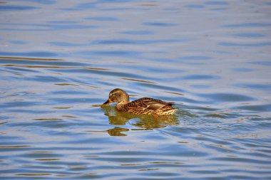 Vahşi yaşam konseptinde kuşlar ve hayvanlar. İnanılmaz yaban ördeği güneş ışığı altında mavi suyla gölde ya da nehirde yüzer..