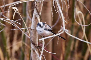 a long-tailed tit on a branch of tree