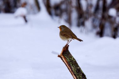 Avrupalı Robin (Erithacus rubecula) kışı şehir parkında geçiriyor.