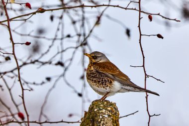Avrupalı Robin (Erithacus rubecula) kışı şehir parkında geçiriyor.