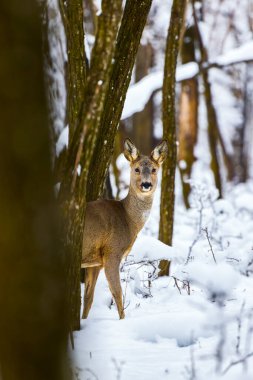 Geyik kış günü ormanda saklanıyor.