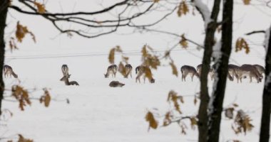 Kış otlağında geyik grubu