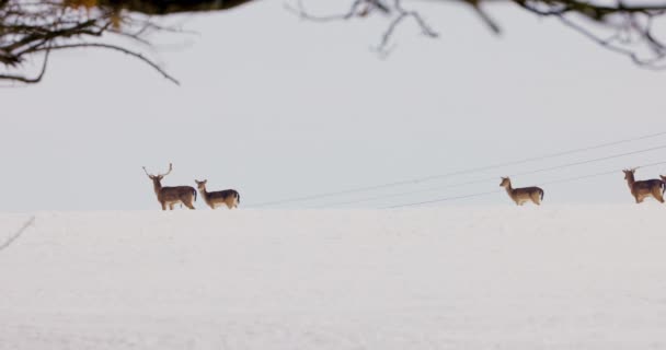 Deer Group Winter Meadow — Stock Video