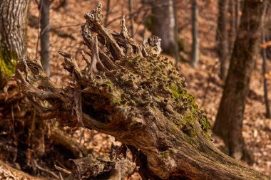 Ağaç kabuğu ve yosunlu bir yüzyıllık kestane.