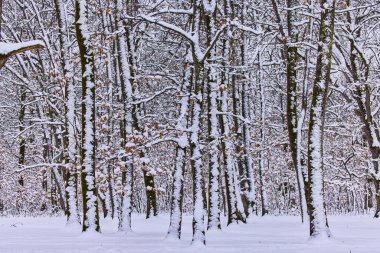 Karda ağaç dalları. Kışın ağaçların ve bitkilerin dallarının karla örtüldüğü fotoğraf