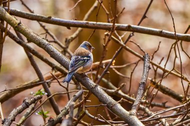 Fringilla (Fringilla coelebs), Fringillidae familyasından küçük bir kuş türü..