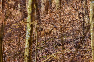 Ağaçların arasında saklanan bir geyik.