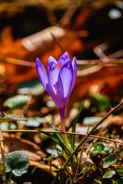 Crocus, süs çiçekleri familyasından 90 tür uzun ömürlü bitkiden oluşan bir bitki cinsidir..