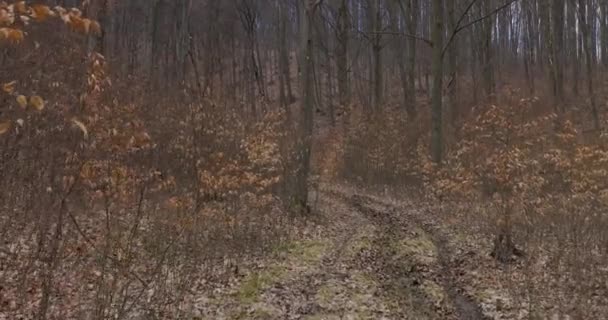 První Pohled Neznámého Muže Procházejícího Lesem Dramatický Horor — Stock video