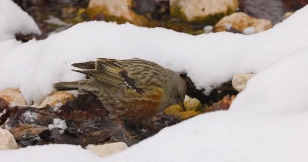 雪の中で食べ物を探しているアクセンチュアまたは プルネラ コラリス — ストック動画