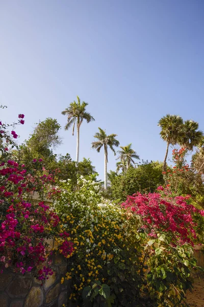 Variety Plants Botanical Garden Aswan Egypt — Stock Photo, Image