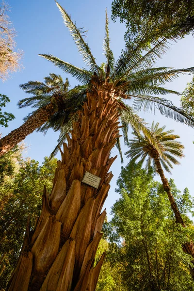 アスワン エジプト植物園の植物の種類 — ストック写真