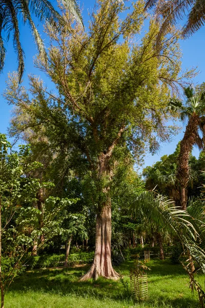 Odrůda Rostlin Botanické Zahrady Aswan Egypt — Stock fotografie
