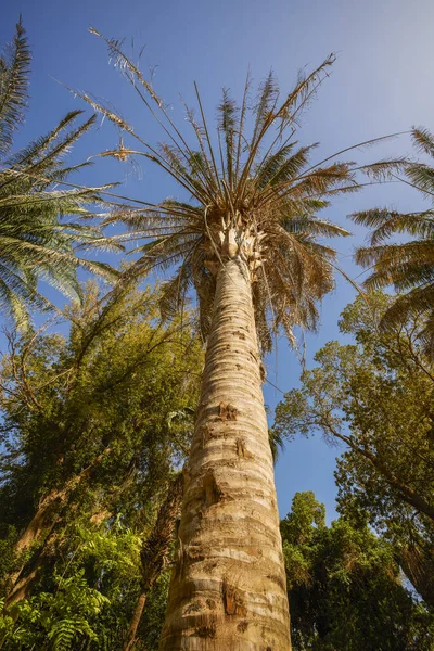 Odmiana Roślin Ogrodu Botanicznego Aswan Egipt — Zdjęcie stockowe