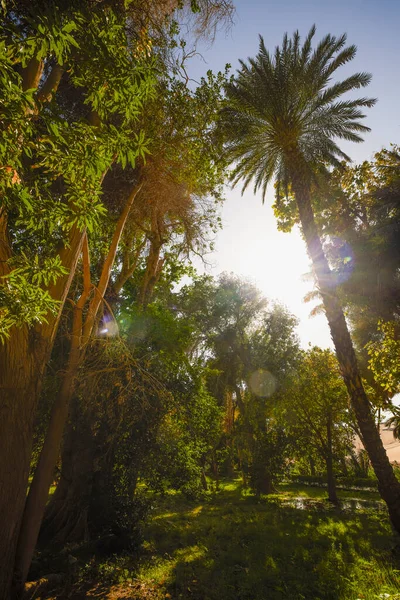 アスワン エジプト植物園の植物の種類 — ストック写真