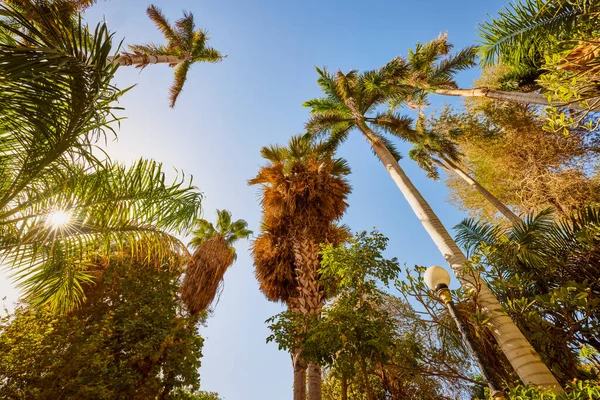 Varietà Piante Dell Orto Botanico Assuan Egitto — Foto Stock