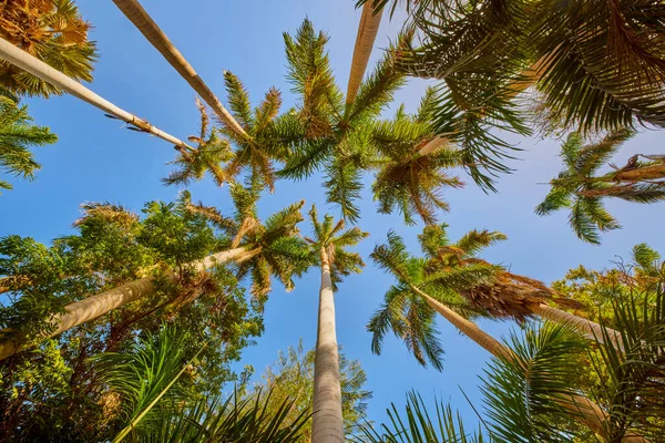 Aswan Mısır Botanik Bahçesi Nden Çeşitli Bitkiler — Stok fotoğraf