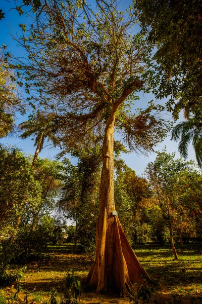 アスワン エジプト植物園の植物の種類 — ストック写真