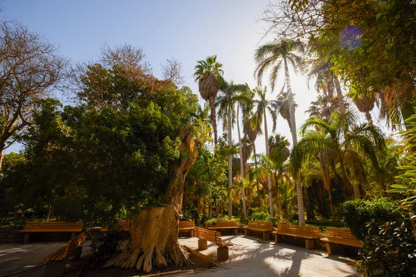 Variété Plantes Jardin Botanique Assouan Egypte — Photo