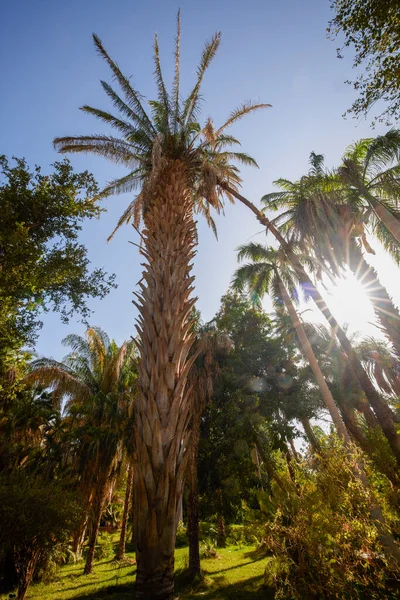 Odmiana Roślin Ogrodu Botanicznego Aswan Egipt — Zdjęcie stockowe