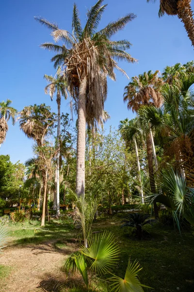 Variété Plantes Jardin Botanique Assouan Egypte — Photo