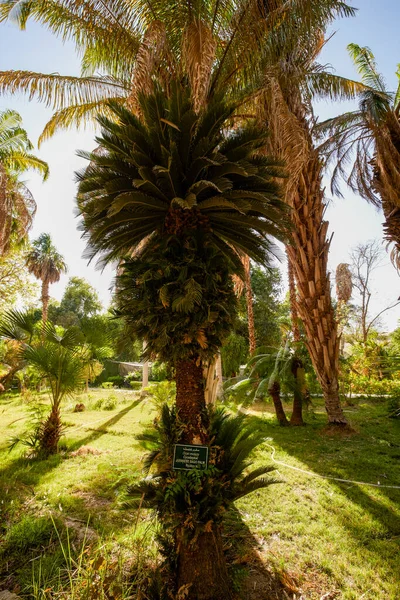 Variedad Plantas Del Jardín Botánico Asuán Egipto —  Fotos de Stock