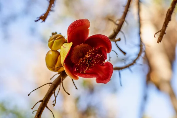 Variedad Plantas Del Jardín Botánico Asuán Egipto — Foto de Stock