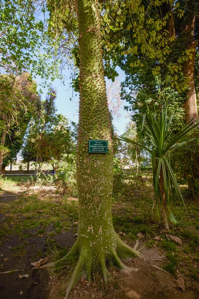 Odrůda Rostlin Botanické Zahrady Aswan Egypt — Stock fotografie