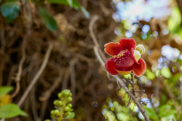 Variedad Plantas Del Jardín Botánico Asuán Egipto — Foto de Stock