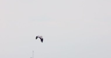 Kuş 4k, Gri Balıkçıl (Ardea cinerea) uçuyor. Yavaş çekim.