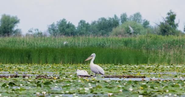 Krásný Pár Pelikánů Stojící Volně Žijící Živočichové Deltě Dunaje Romania — Stock video