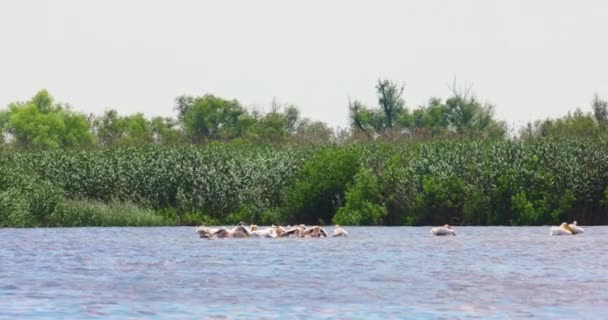 Gran Grupo Pelícanos Que Comen Pescado Del Agua Imágenes Del — Vídeos de Stock