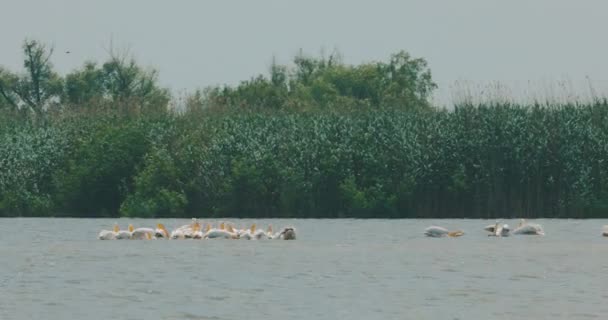 Grande Grupo Pelicanos Comendo Peixe Água Imagens Delta Danúbio Roménia — Vídeo de Stock