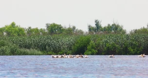 Большая Группа Пеликанов Ест Рыбу Воды Фотографии Дельты Дуная Румыния — стоковое видео