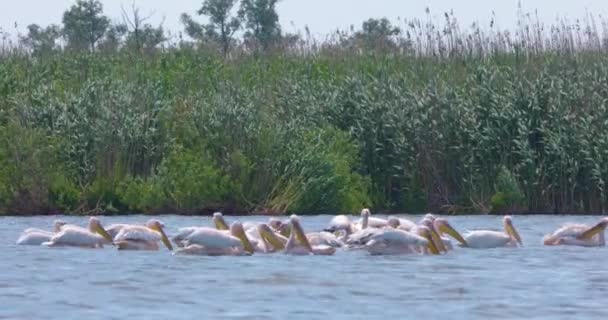 Grande Grupo Pelicanos Comendo Peixe Água Imagens Delta Danúbio Roménia — Vídeo de Stock