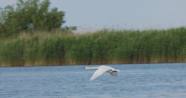 Cámara Lenta Con Cisne Volando Desde Agua Delta Del Danubio — Vídeos de Stock